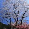 BX4C2136
