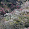 梅林