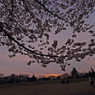 桜と夕景