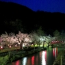 宵闇桜