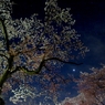 星空桜