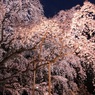 六義園のしだれ桜