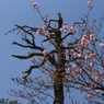 水菖蒲の里