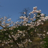 水菖蒲の里