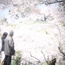 熟年夫婦の花見