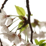 桜02/2012