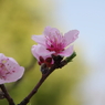 桜04/2012