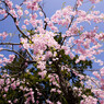 桜曼荼羅