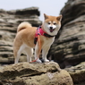 リーダー　on the rock