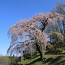 伊勢桜0001