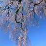 伊勢桜0004