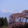 紅枝垂地蔵桜0001