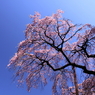 紅枝垂地蔵桜0003