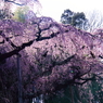 紅枝垂地蔵桜0004