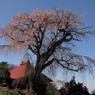 山田の天王桜0001