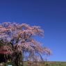 上石の不動桜0001