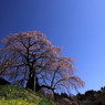 上石の不動桜0002