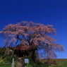上石の不動桜0005