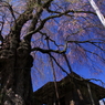 上石の不動桜0006