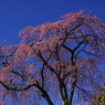 忠七桜0001