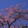 忠七桜0005