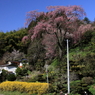 忠七桜0006