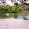 桜の池