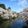 高岡城　お壕桜Ⅰ
