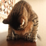 猫式体育座り
