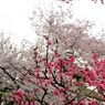 梅と桜のコラボ♪