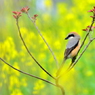 百舌鳥♂と菜の花