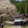 能見の一本桜