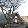 満開の桜と合掌造り