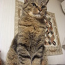 猫式高みの見物