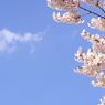青空に咲く