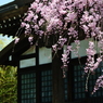 ひっそりと華やかに