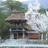 白川郷の寺の桜