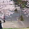 The花見