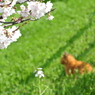 桜と薄茶色の何か
