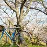 桜並木に向けて