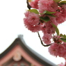 雲珠桜