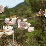 里ザクラ