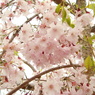 桜色