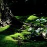 寿福寺の苔