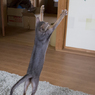 ばんざーい