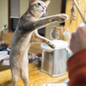 それほし〜の！