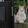 門番「今日もお仕事がんばりま・・・zzZ」