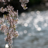 桜キラキラ