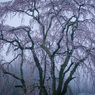 朝靄の桜