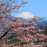 日本さくら名所百選～大法師公園～